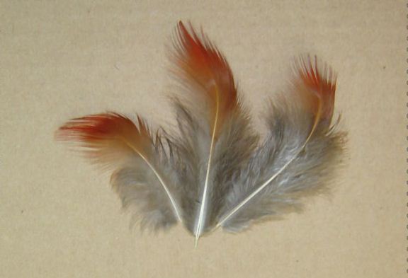 Wholesale Fly Tying Feathers for Fly Tying - China Feathers for